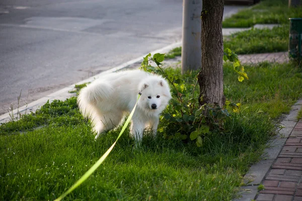 Stray Hungry Dog Street — Stock Photo, Image