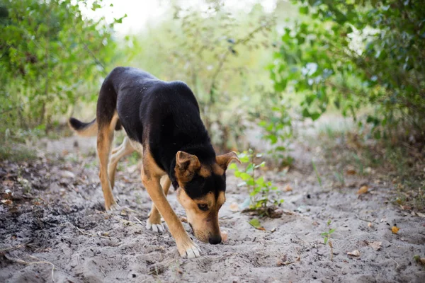 Chien Affamé Errant Dans Rue — Photo