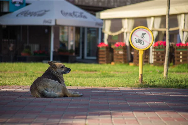 Бродячая Голодная Собака Улице — стоковое фото