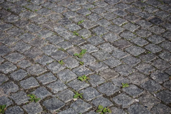 Pavés Dans Rue Une Ville Européenne — Photo