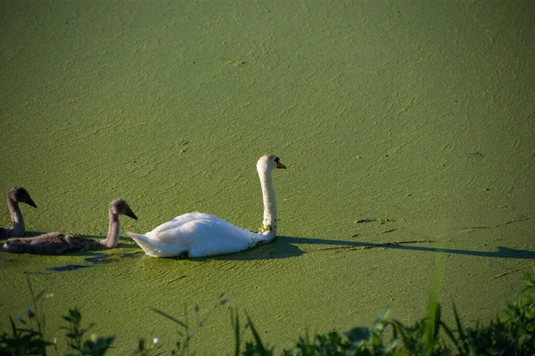 Οικογένεια Swan Μια Βρώμικη Πράσινη Ανθισμένη Λίμνη — Φωτογραφία Αρχείου