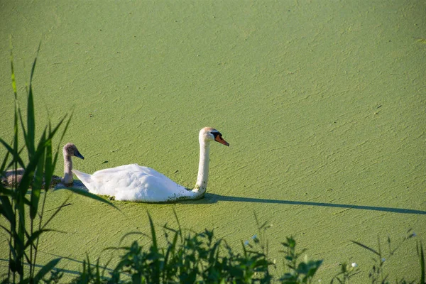 Οικογένεια Swan Μια Βρώμικη Πράσινη Ανθισμένη Λίμνη — Φωτογραφία Αρχείου