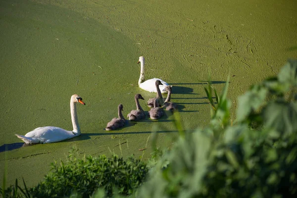 Лебединая Семья Грязном Зеленом Цветущем Озере — стоковое фото