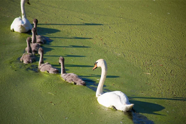 Οικογένεια Swan Μια Βρώμικη Πράσινη Ανθισμένη Λίμνη — Φωτογραφία Αρχείου