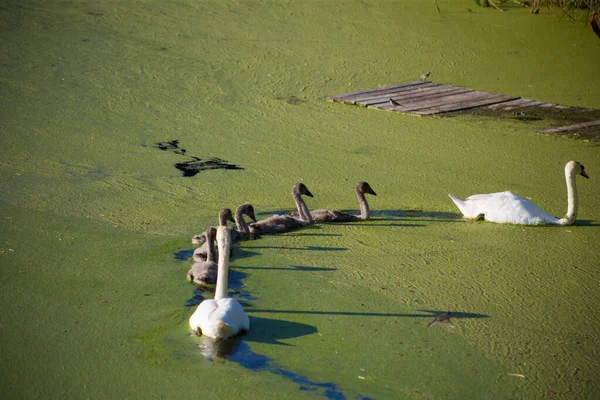 Οικογένεια Swan Μια Βρώμικη Πράσινη Ανθισμένη Λίμνη — Φωτογραφία Αρχείου