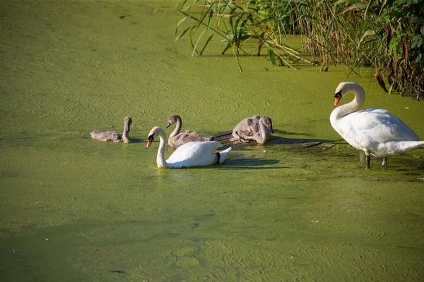 Οικογένεια Swan Μια Βρώμικη Πράσινη Ανθισμένη Λίμνη — Φωτογραφία Αρχείου