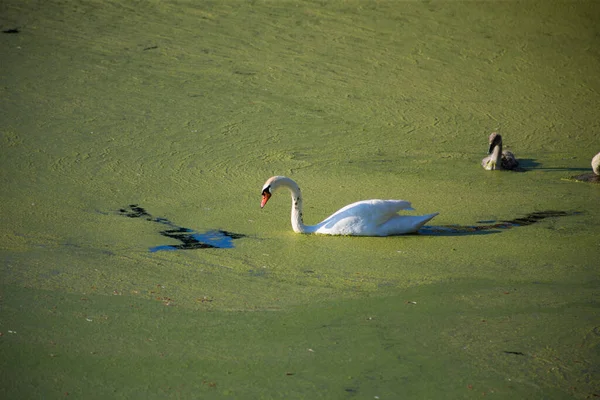 Лебединая Семья Грязном Зеленом Цветущем Озере — стоковое фото