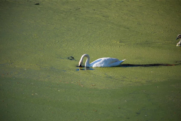 Οικογένεια Swan Μια Βρώμικη Πράσινη Ανθισμένη Λίμνη — Φωτογραφία Αρχείου