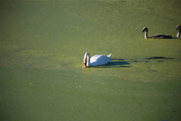 Łabędzia Rodzina Brudnym Zielonym Kwitnącym Jeziorze — Zdjęcie stockowe