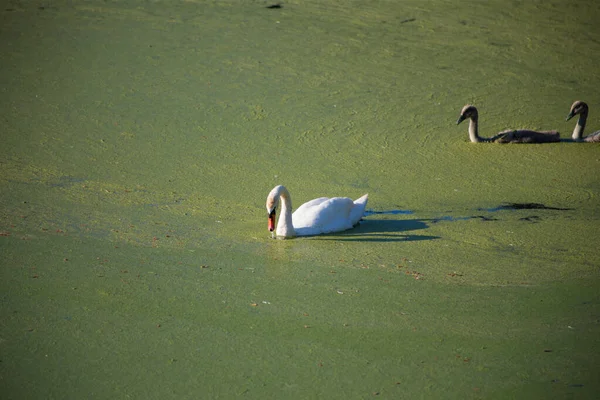 Família Cisne Lago Verde Sujo Florescendo — Fotografia de Stock