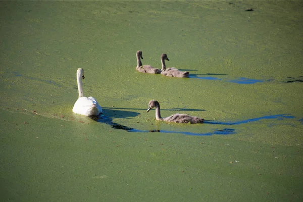 Swan Family Dirty Green Blooming Lake — Stock Photo, Image