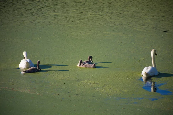 Οικογένεια Swan Μια Βρώμικη Πράσινη Ανθισμένη Λίμνη — Φωτογραφία Αρχείου