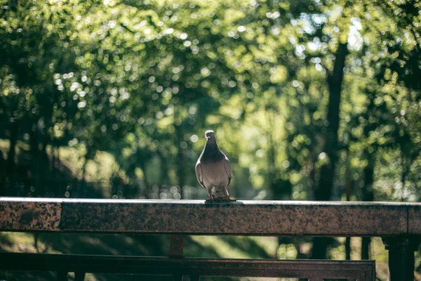 街の路上で空腹の鳩 — ストック写真