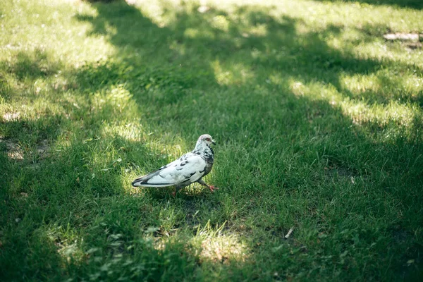 Porumbel Înfometat Stradă Oraș — Fotografie, imagine de stoc