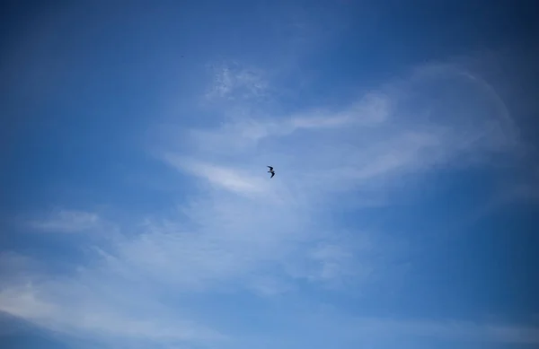 Pombo Faminto Rua Cidade — Fotografia de Stock