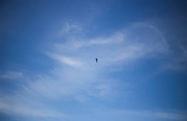 Pombo Faminto Rua Cidade — Fotografia de Stock