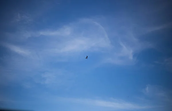 Pombo Faminto Rua Cidade — Fotografia de Stock