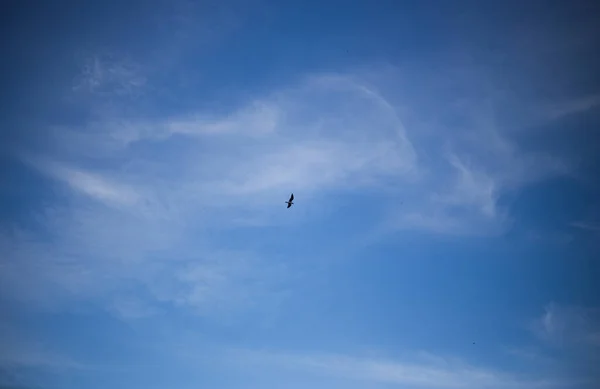 Pombo Faminto Rua Cidade — Fotografia de Stock