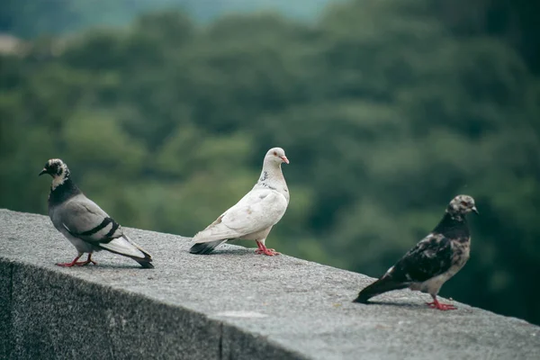 Pigeon Affamé Dans Rue Ville — Photo