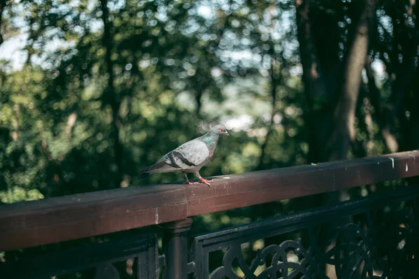 街の路上で空腹の鳩 — ストック写真