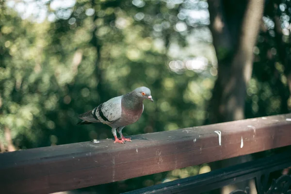 街の路上で空腹の鳩 — ストック写真
