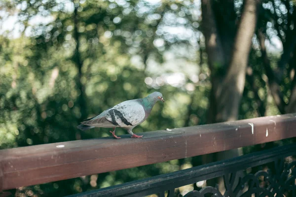 街の路上で空腹の鳩 — ストック写真