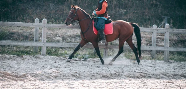 Homme Cheval Vêtements Médiévaux — Photo