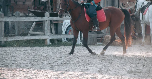 Homme Cheval Vêtements Médiévaux — Photo