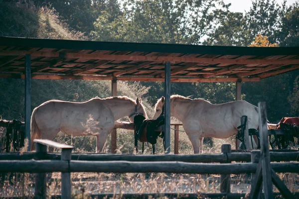 Dos Caballos Blancos Adultos Pie Paddoc — Foto de Stock