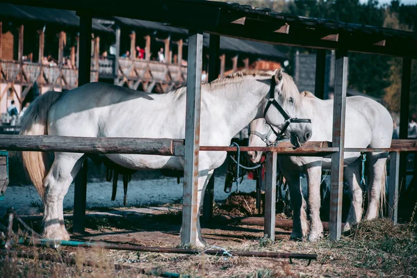 Dois Cavalos Brancos Adultos Estão Paddoc — Fotografia de Stock