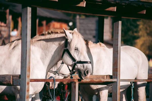 パドックには二頭の白馬が立っている — ストック写真