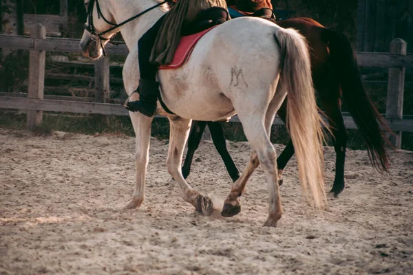 Uomo Cavallo Abiti Medievali — Foto Stock