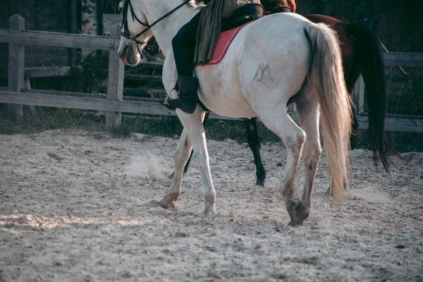 Uomo Cavallo Abiti Medievali — Foto Stock