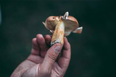 Sonbahar ormanındaki bir adamın elinde yenilebilir mantar.