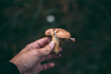 Sonbahar ormanındaki bir adamın elinde yenilebilir mantar.