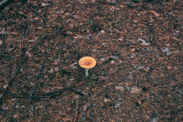 Pilz Nahaufnahme Herbstwald Gras — Stockfoto