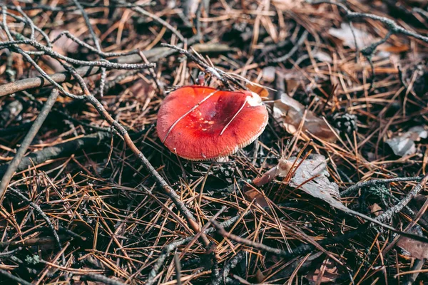 Amanita Mérgező Gomba Őszi Erdőben — Stock Fotó