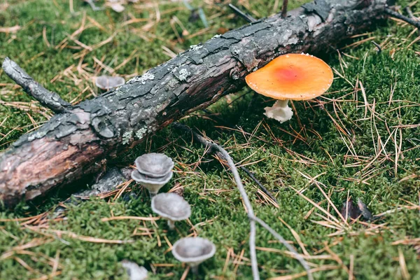 Amanita Giftig Svamp Höstskogen — Stockfoto