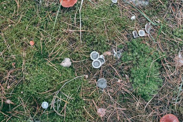 Sonbahar Ormanlarında Çimenlerin Içinde Mantar Kapağı — Stok fotoğraf