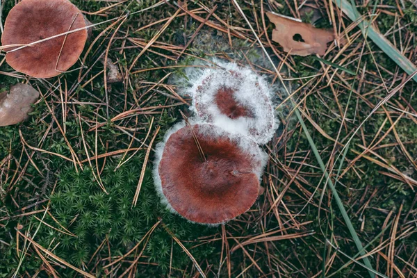 秋林草丛中的蘑菇特写 — 图库照片