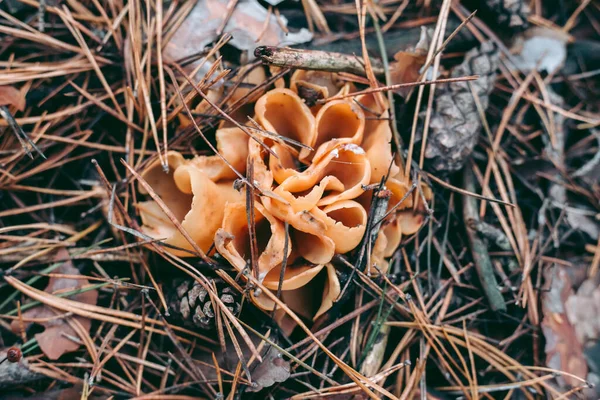 Gros Plan Sur Les Champignons Dans Forêt Automne Herbe — Photo