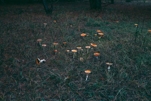 Amanita Sonbahar Ormanında Zehirli Mantar — Stok fotoğraf