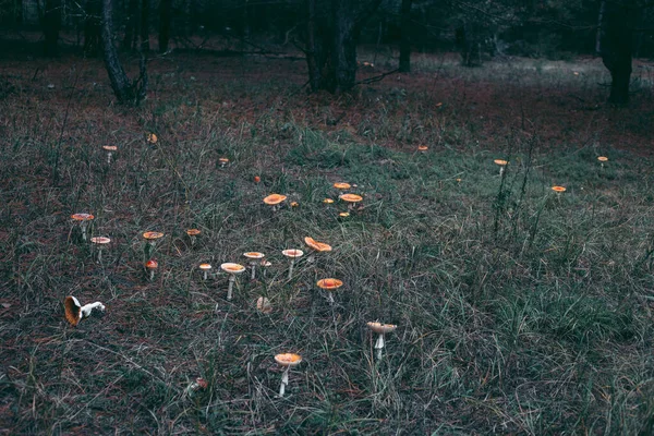 草の中の秋の森のキノコの閉鎖 — ストック写真