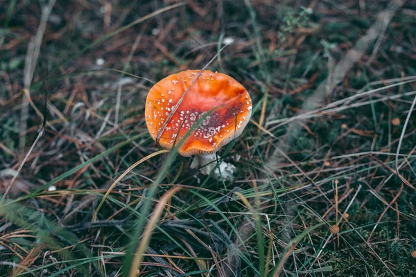 秋の森の中のアマニタ毒キノコ — ストック写真