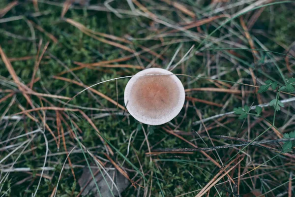 Svamp Närbild Höstskogen Gräs — Stockfoto