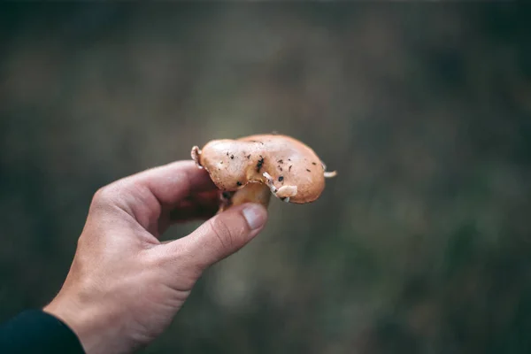 Ehető Gomba Egy Férfi Kezében Őszi Erdőben — Stock Fotó