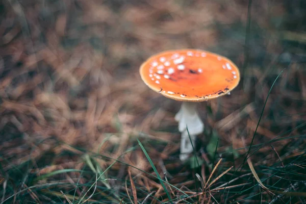 Amanita Mérgező Gomba Őszi Erdőben — Stock Fotó