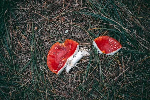 Amanita Mérgező Gomba Őszi Erdőben — Stock Fotó