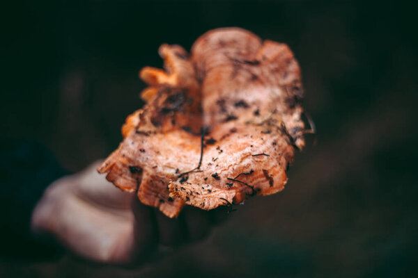 Edible mushroom in the hand of a man in the autumn forest