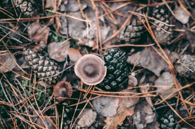 Sonbahar ormanlarında çimenlerin içinde mantar kapağı
